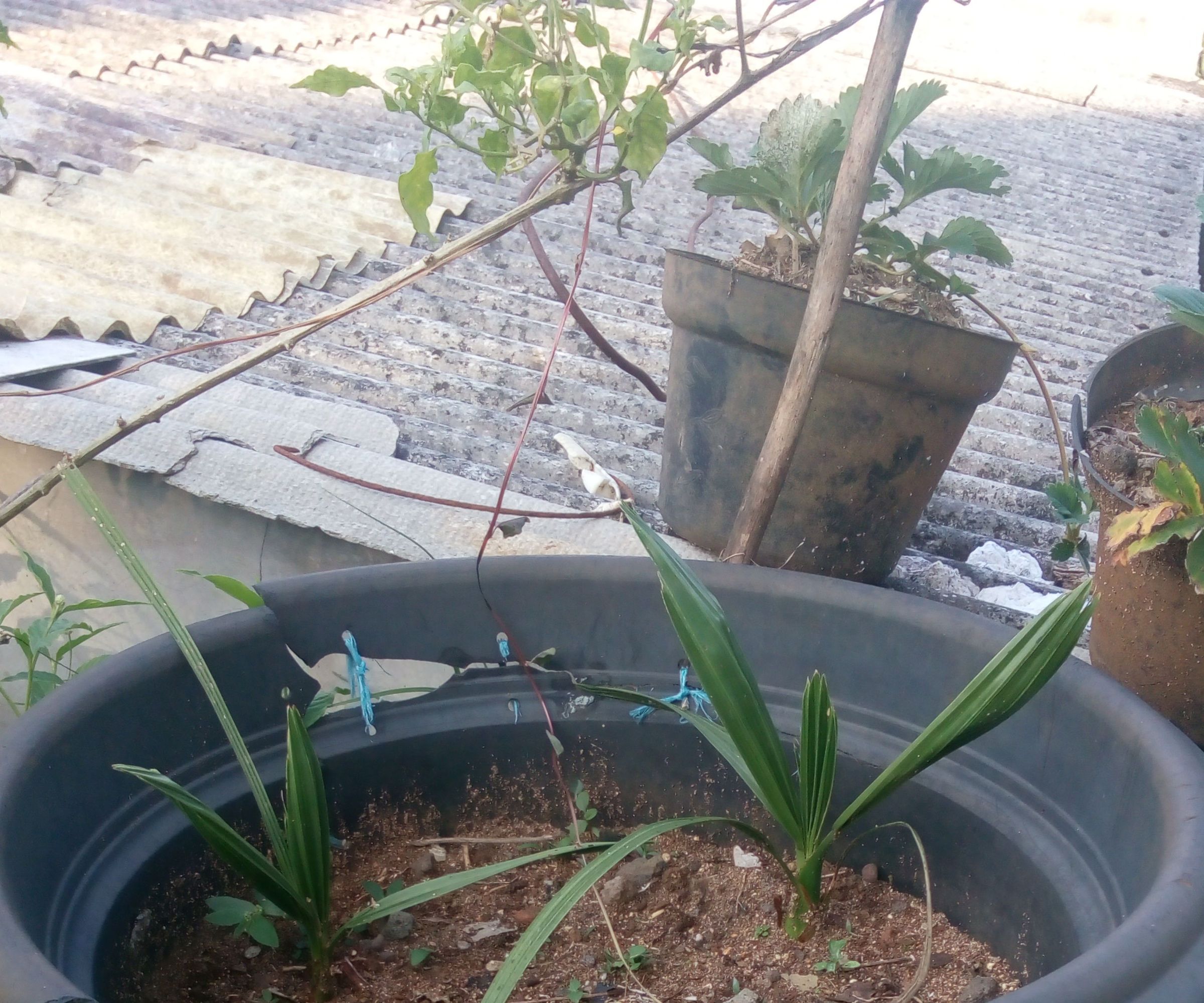 Low Water Gardening Palm