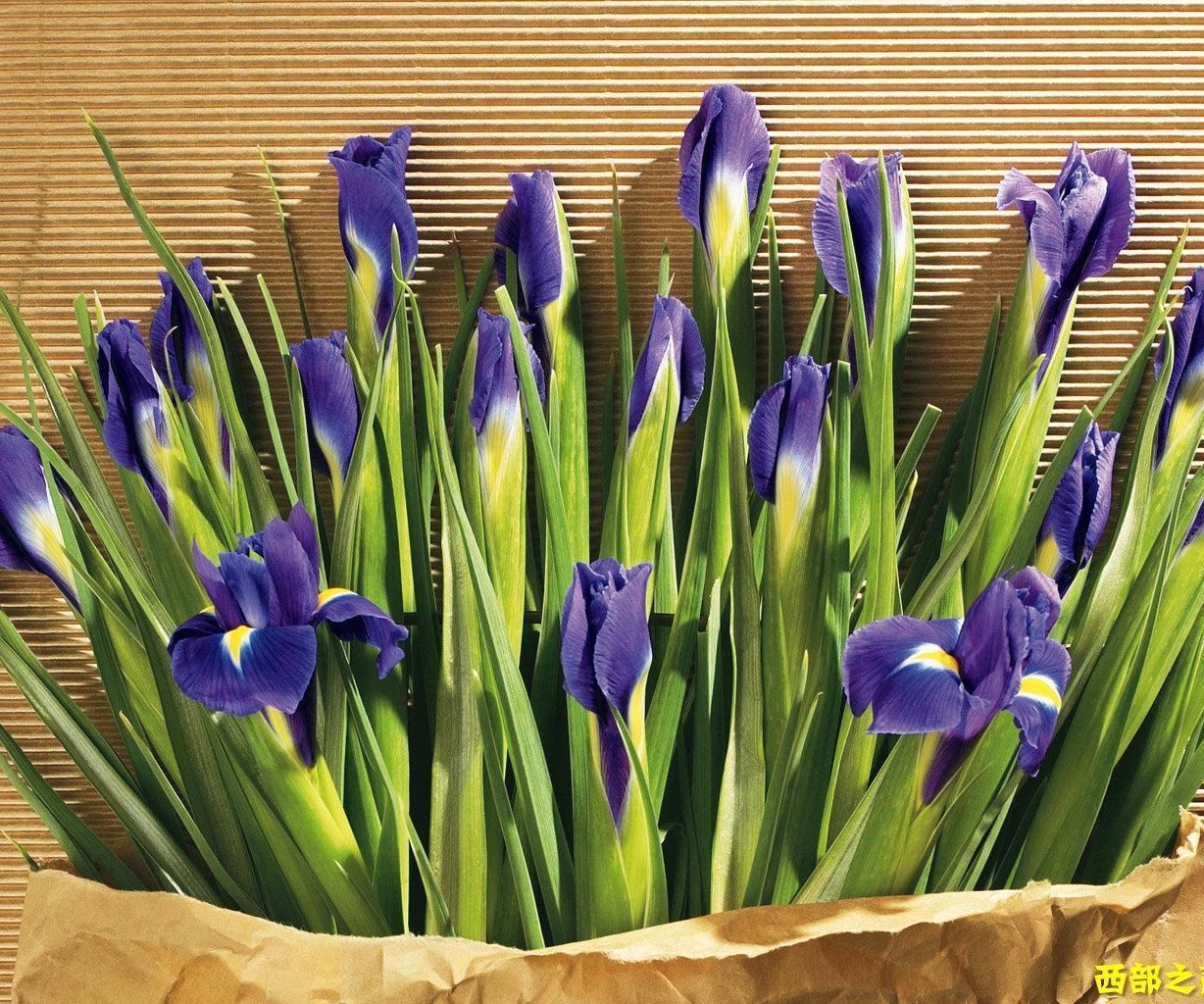 Automatic Watering Device