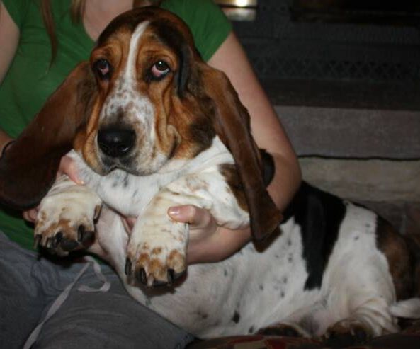Peanut Butter Pumpkin Dog Treats