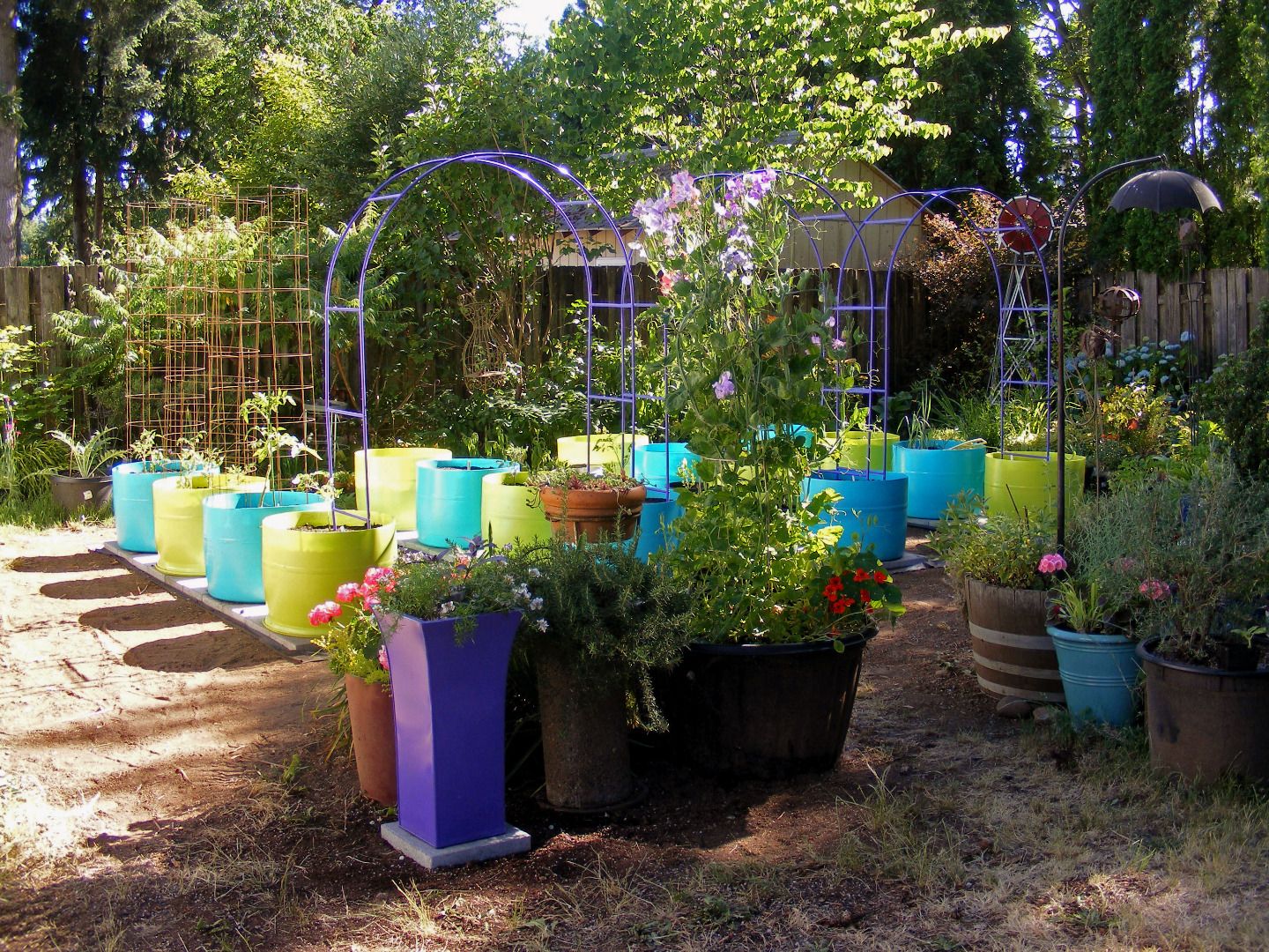 The 55 Gallon Drum Garden: We Have the Drums, Now What Do We Do? : 12 ...