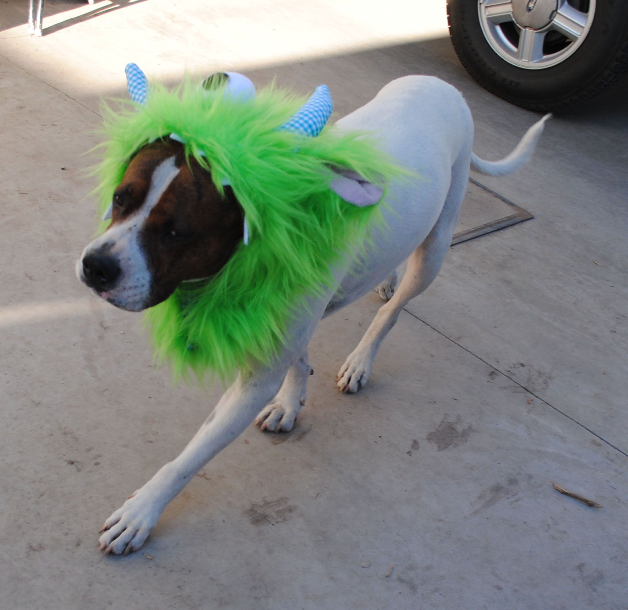 Monsters HOW TO MAKE DOG COSTUME 5 Steps (with Pictures