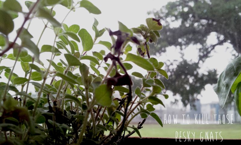 How to Kill Pesky House Gnats, With a Vengeance!