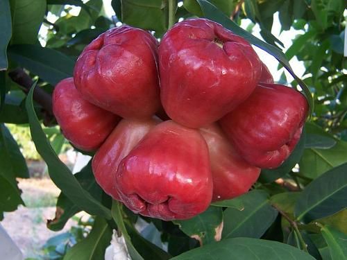 You Would Not Eat a Candle; So Why Eat the Wax on Apples?