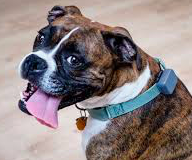 Dog Tracker