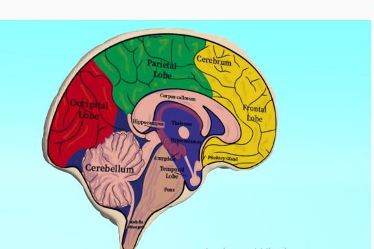 How to Add Texture to an Imported Model of a Brain Using SelfCAD