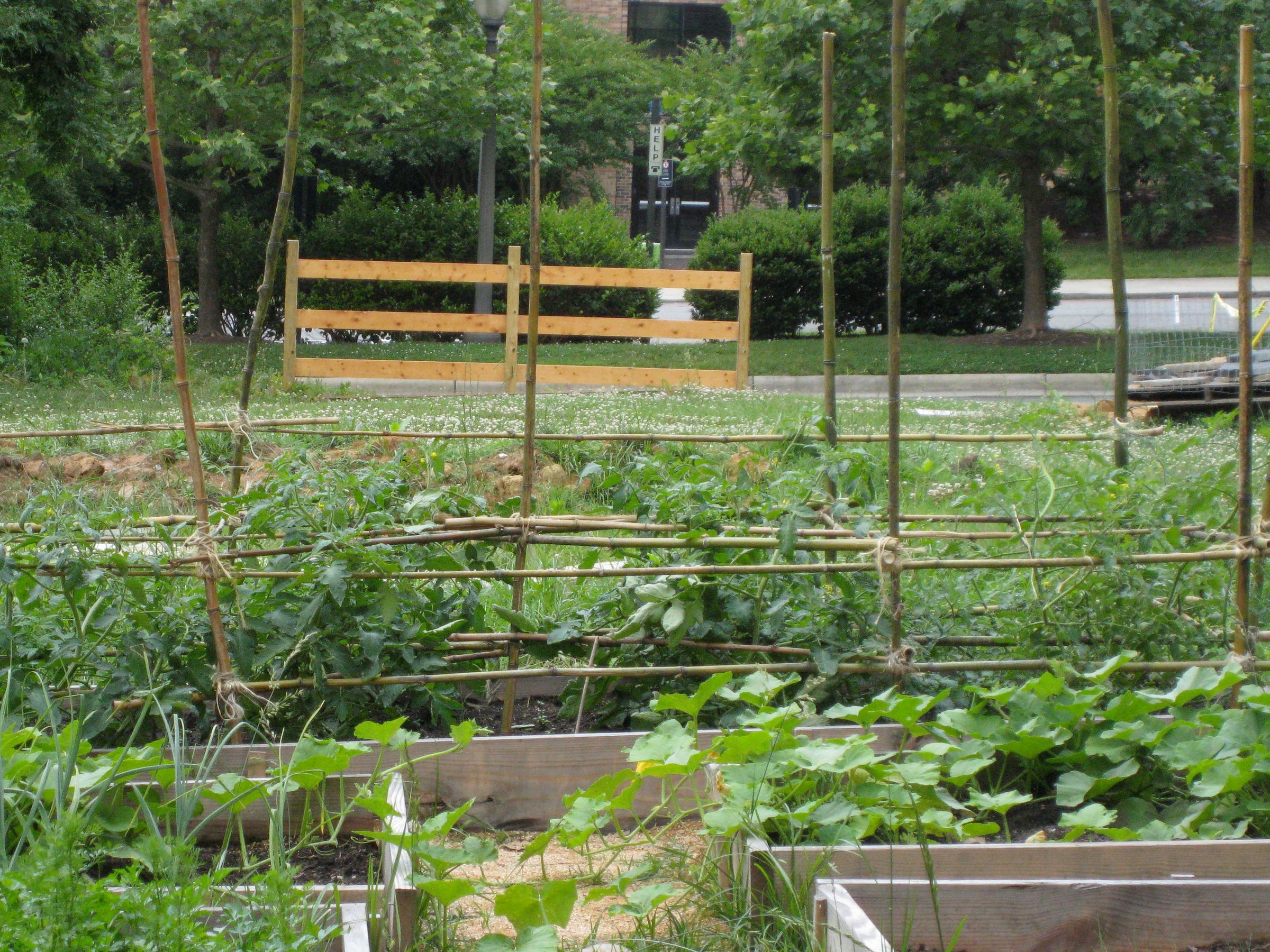 Bamboo Tomato Trellis