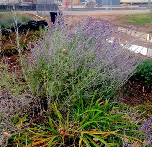Identify the Lavender