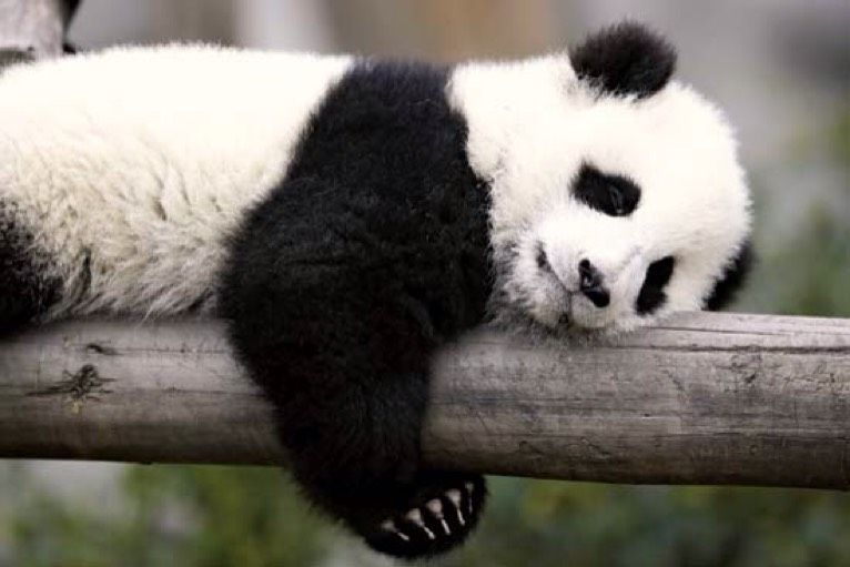 AmazingPanda987654
