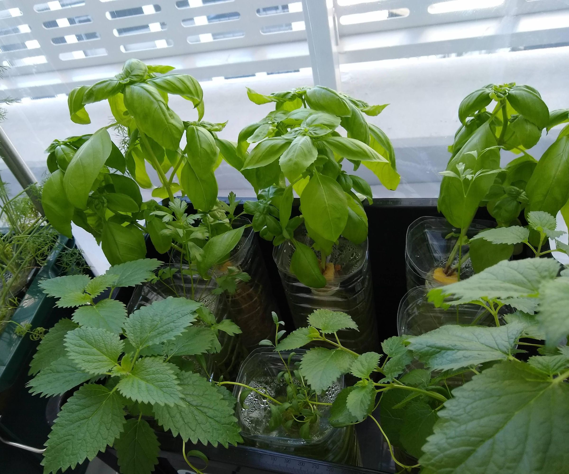Hydroponics With Recycled Materials: Plastic Egg Tray, Ice Cream Box & Pet Bottle