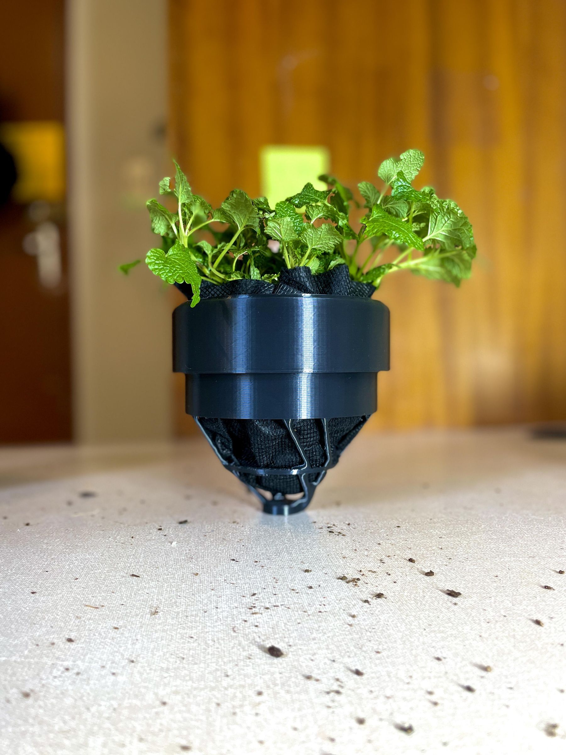 Green Zaurus - Self Watering Dino Pot - 1 random style – Off the Wagon Shop, image size:768x1024