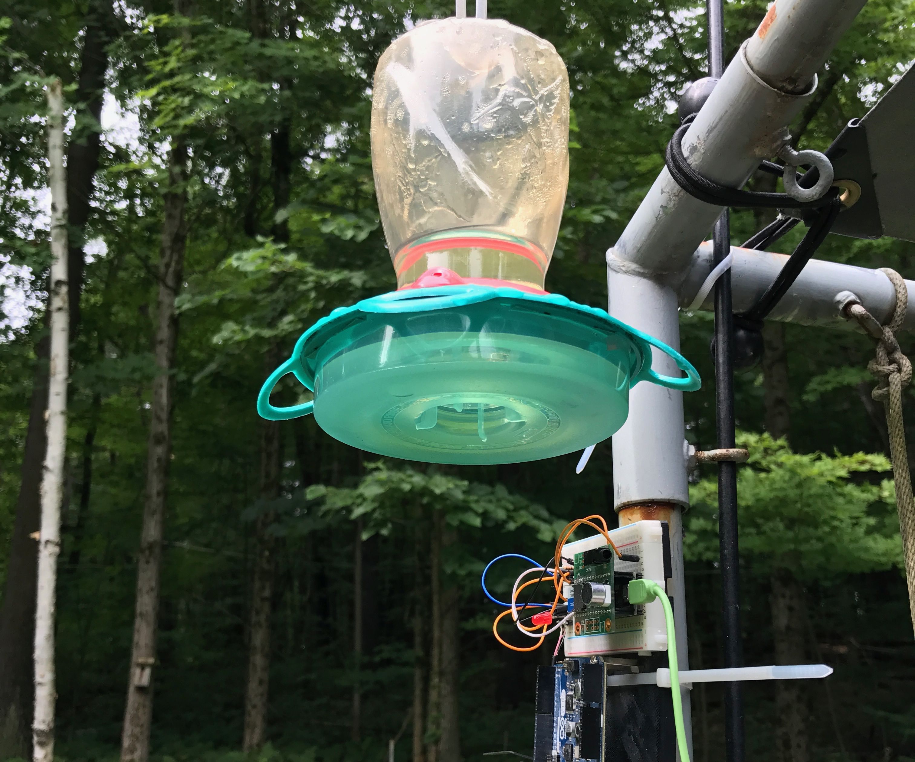 Hummingbird Detector/Picture-Taker