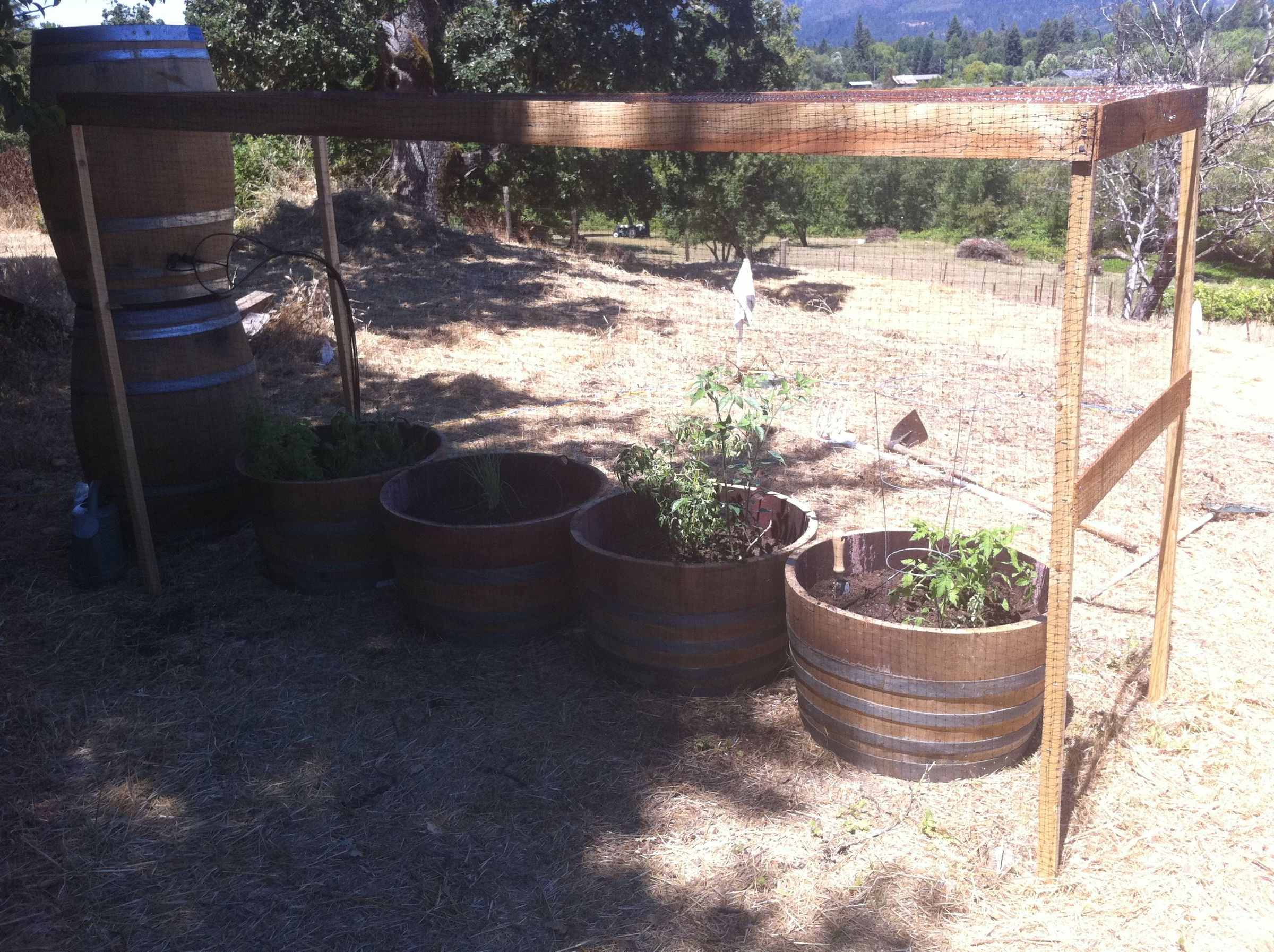 Gravity-Irrigated Barrel Garden