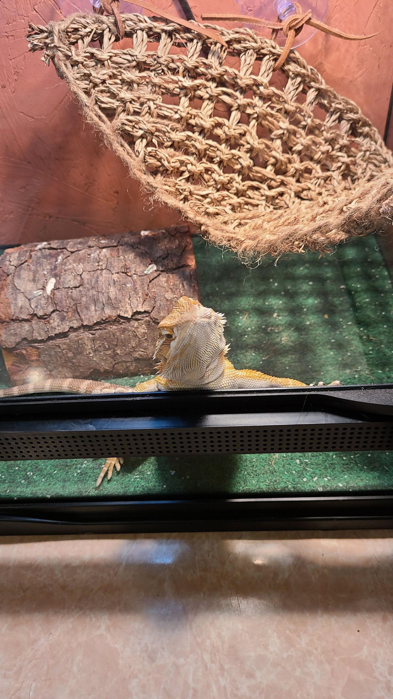 How to Set Up a Bearded Dragon's Enclosure 8 Steps Instructables