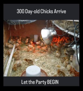 The Homesteading Genesis Story