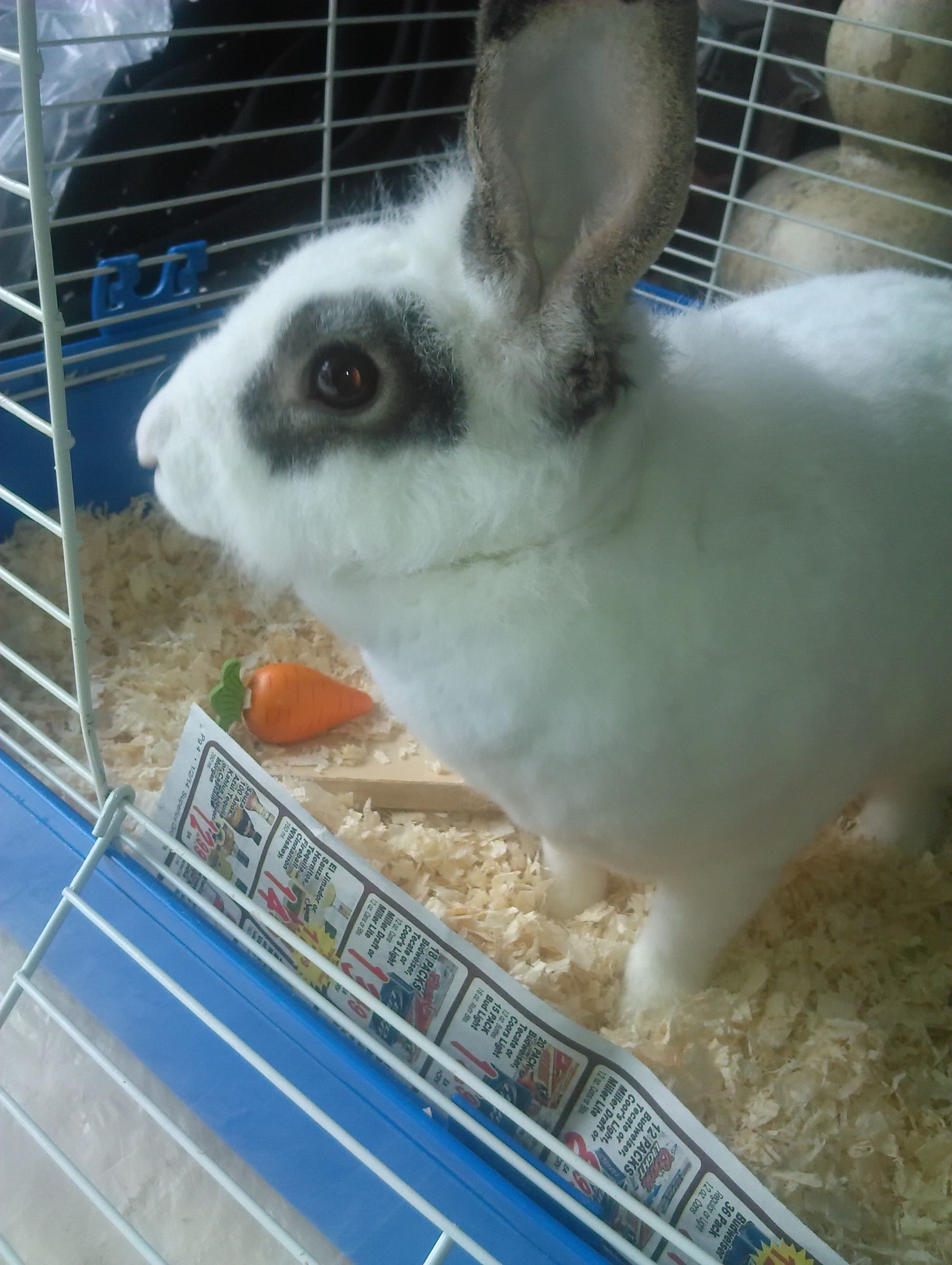 Keeping Your Rabbit's Bedding Dry