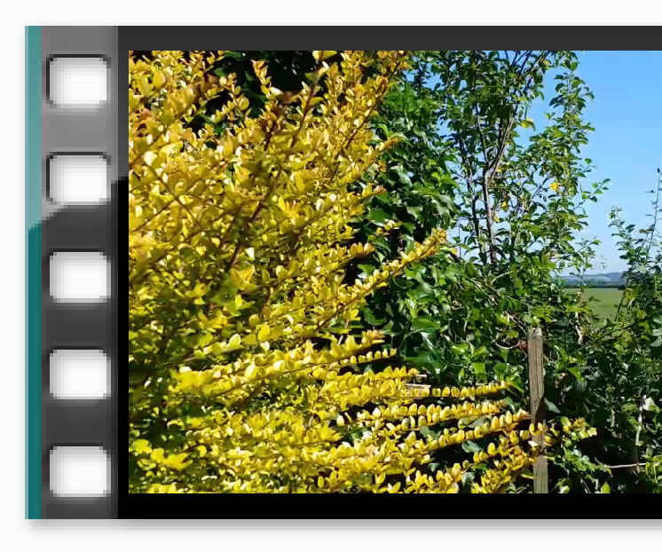 Wooden Spoon 'Steadicam'