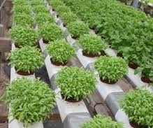 The Best Way to Acquire Hydroponics in Carbondale?