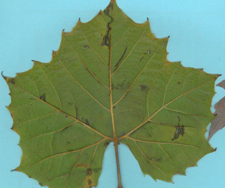 Capture Essence of Leaf With a Fractal