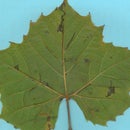 Capture Essence of Leaf With a Fractal