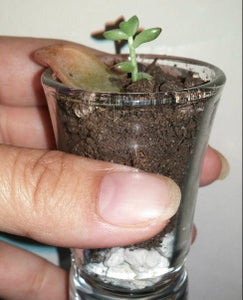 So Tiny!