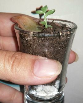 How to QUICKLY Root/Propagate Succulents From Leaves : 8 Steps (with  Pictures) - Instructables