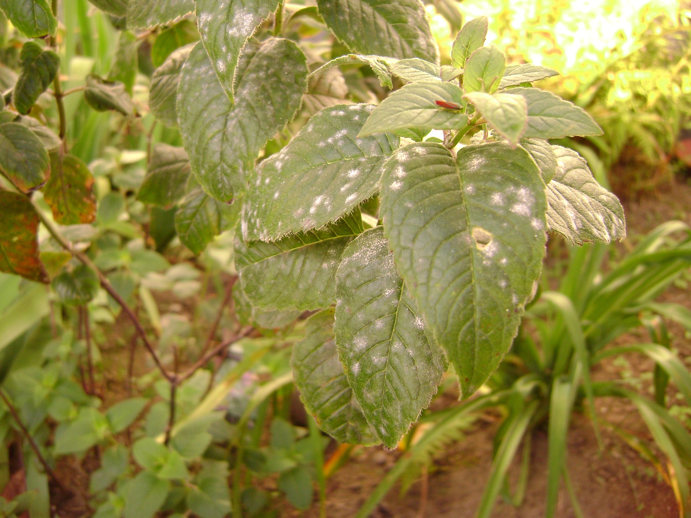 How to get get rid of plant mildew