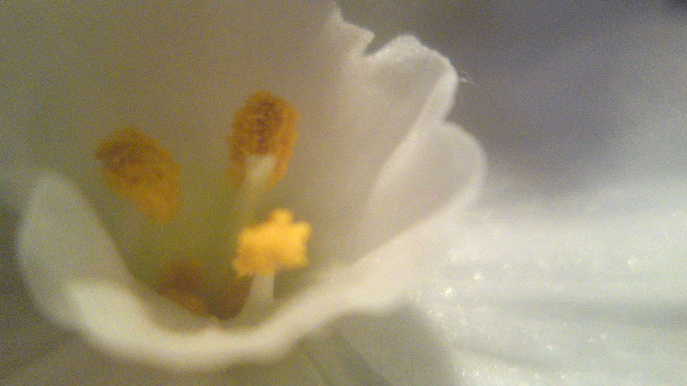 Cellphone Macro Lens