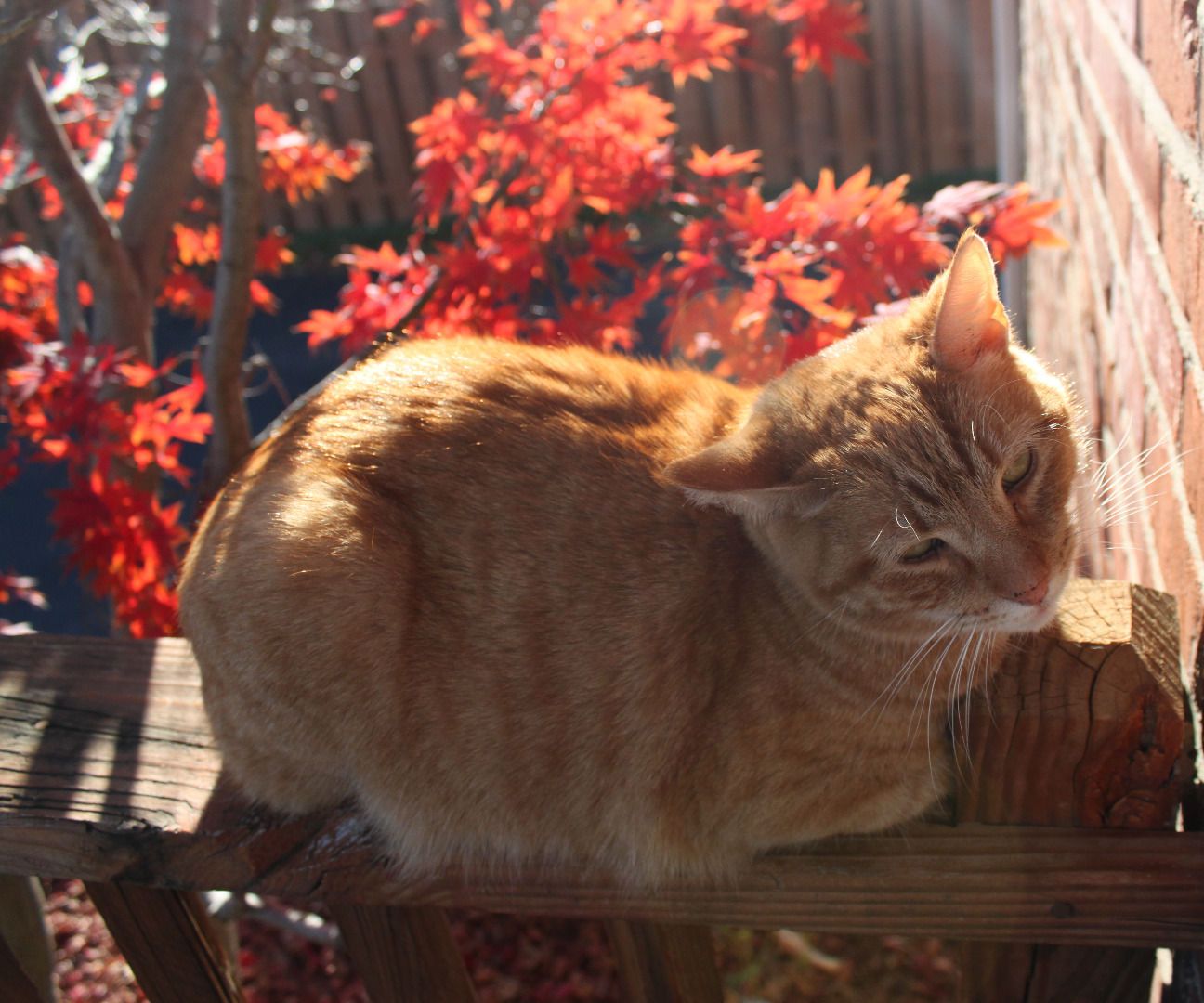 How to Take Pictures of Your Pets