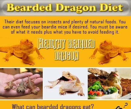 Bearded Dragon Diet