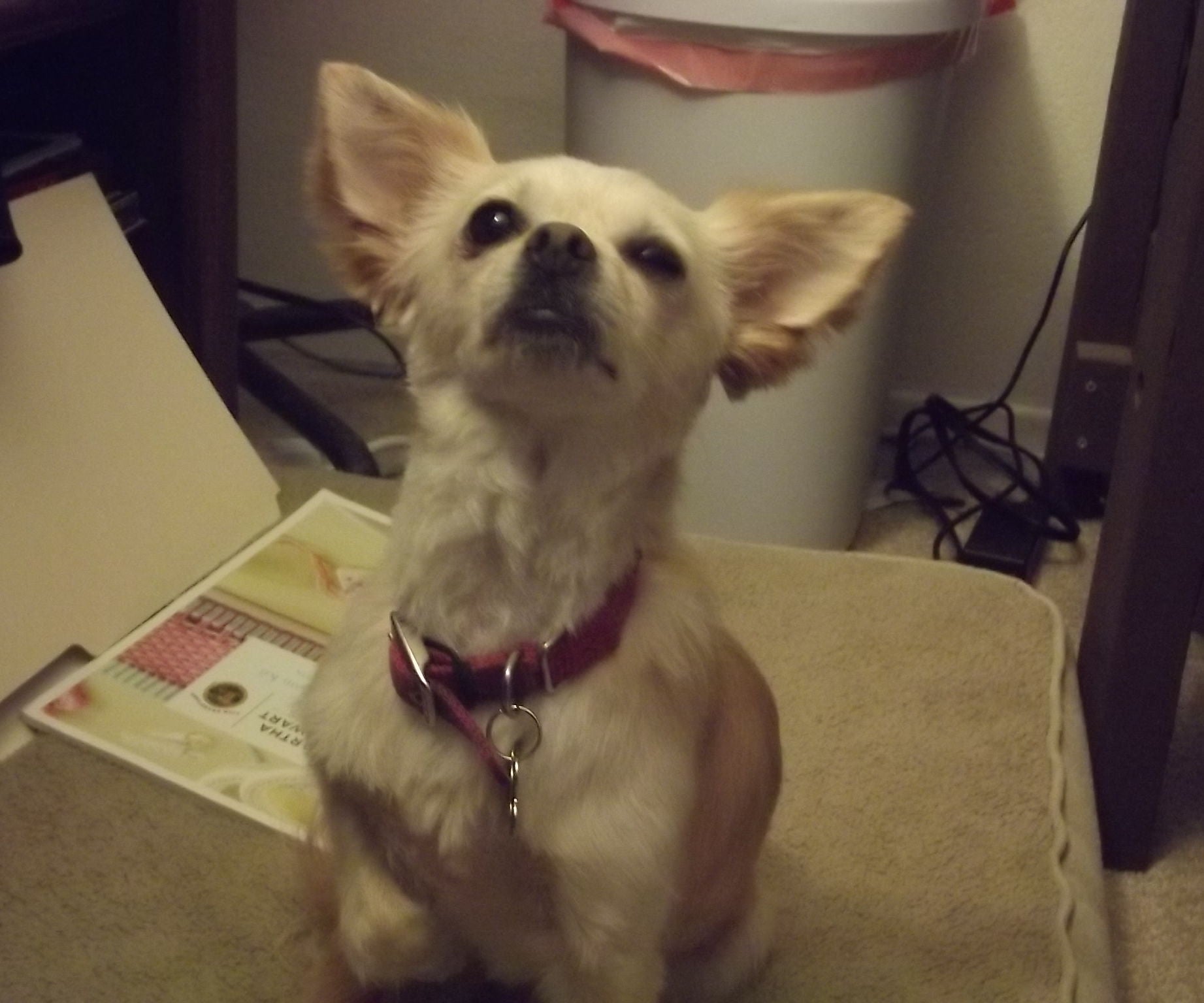 Collar Keeper 4 Steps Instructables