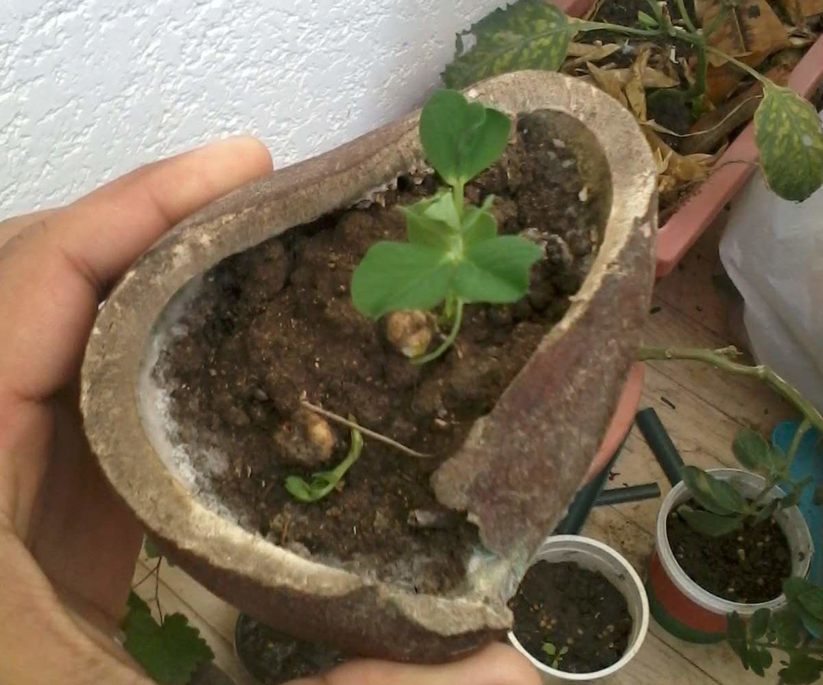 Unusual Gardening Containers