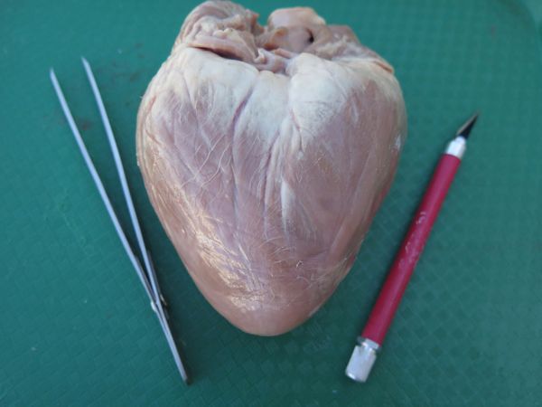Real Heart Image Dissection Heart Dissection : 8 Steps (with Pictures) - Instructables