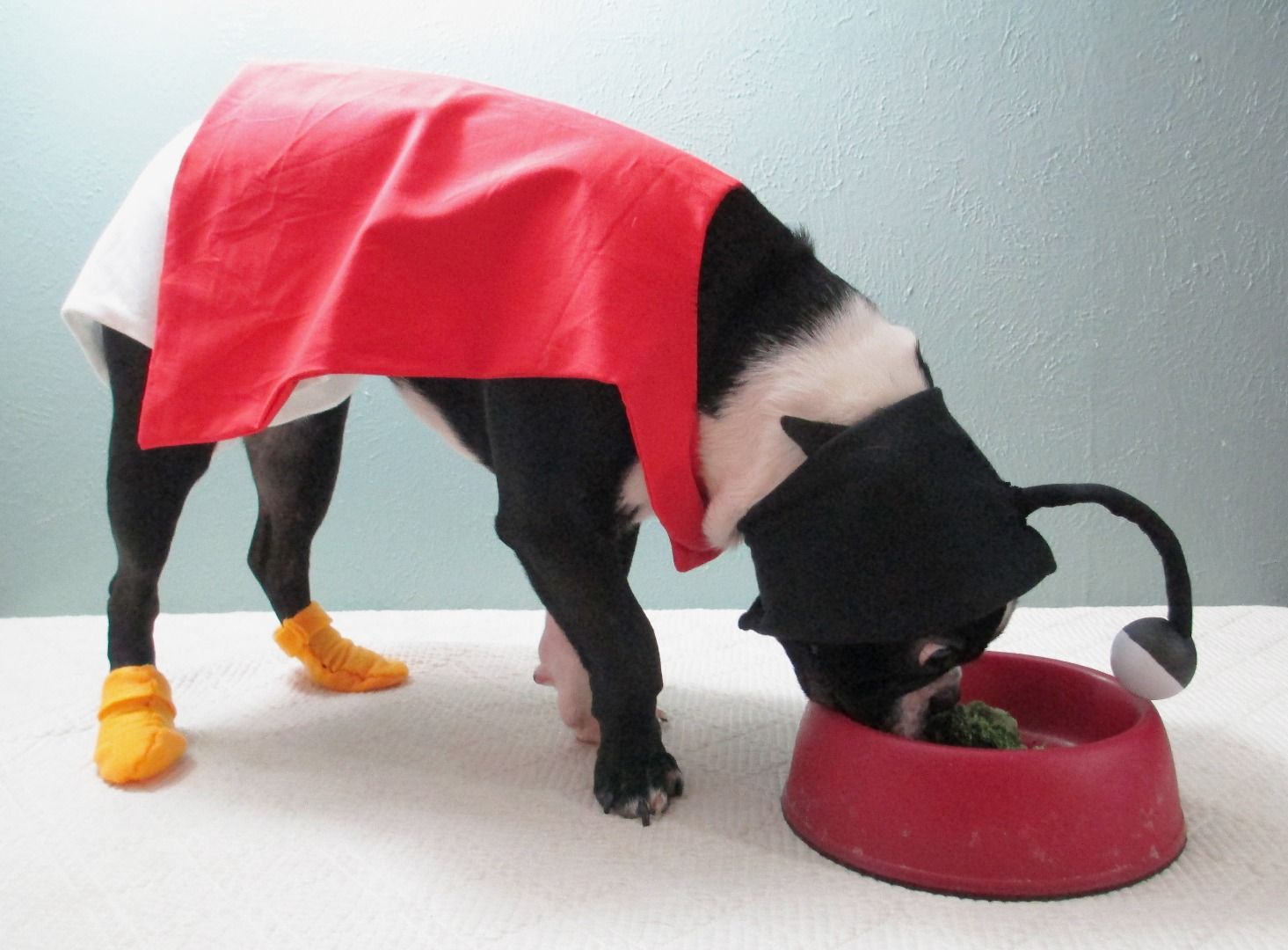 Nibbler From Futurama Dog Costume 16 Steps (with Pictures) Instructables