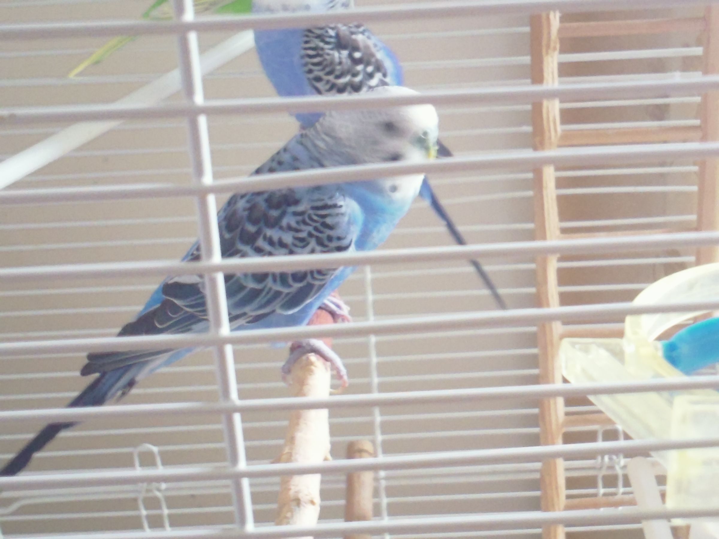 To take care of a parakeet