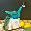 How to Make a Miniature Peacock