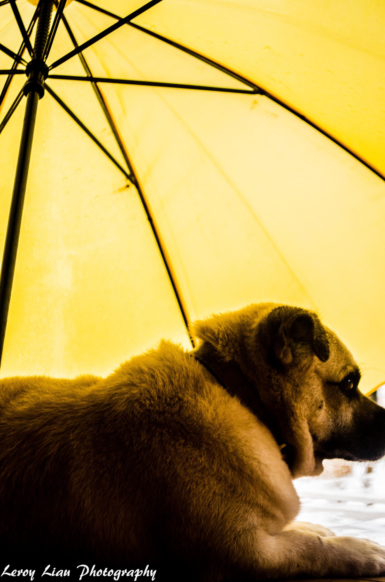 Tips for Photography