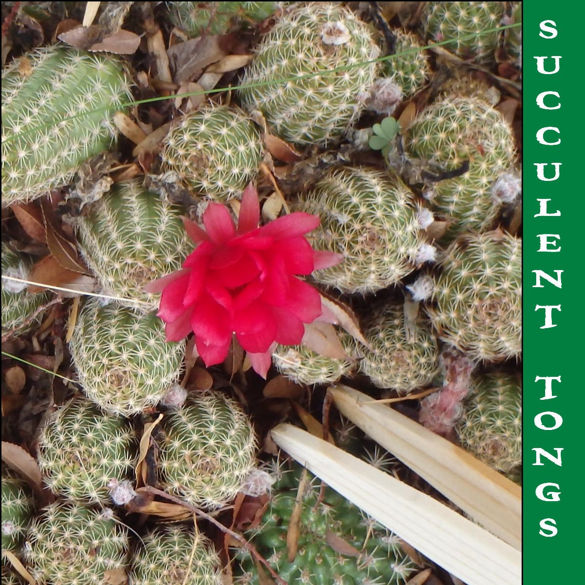 Succulent Tongs (Garden Tweezers)