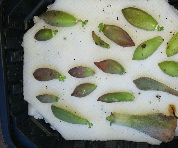 How to QUICKLY Root/Propagate Succulents From Leaves