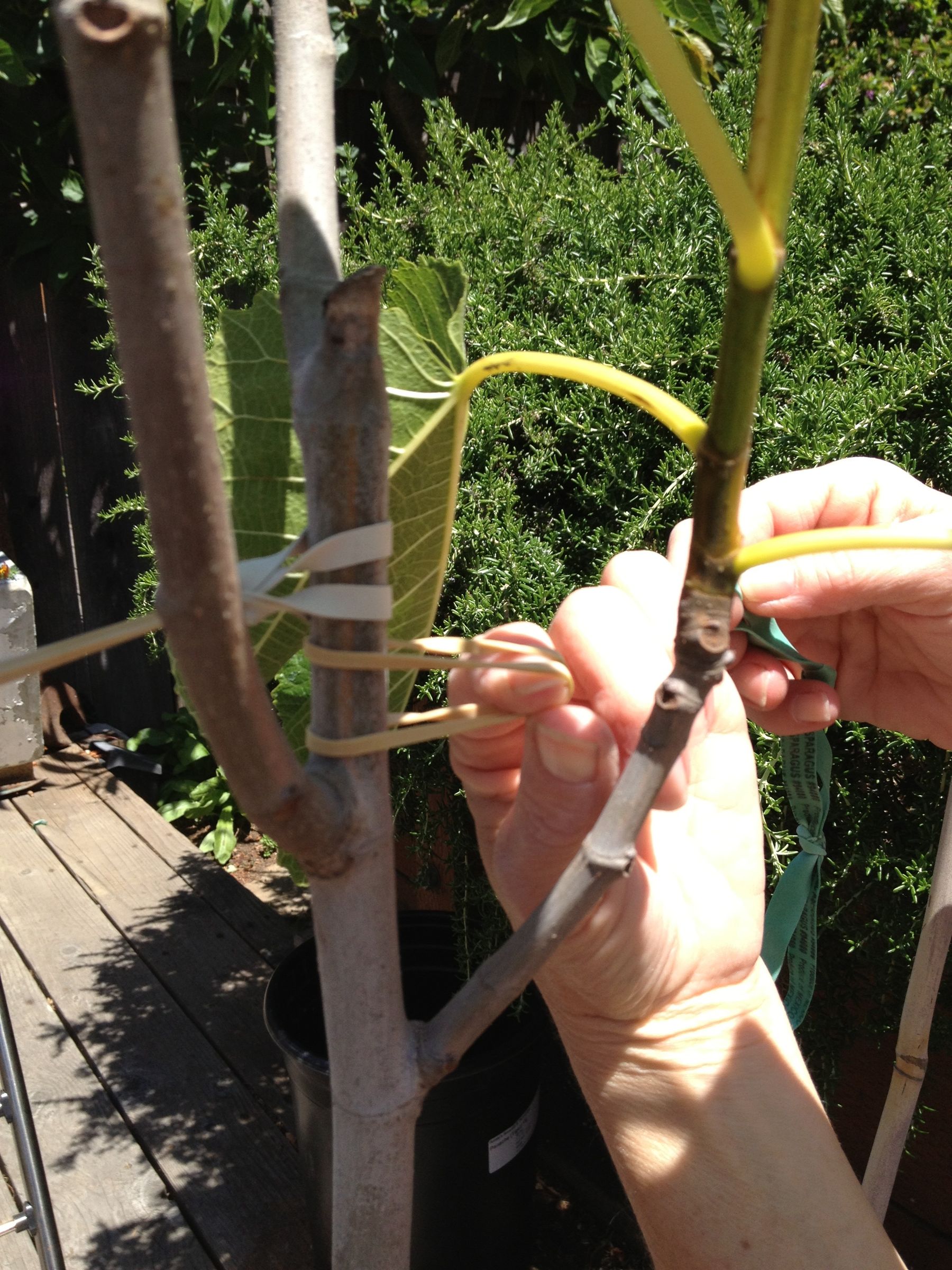 Stabilizing Tree Anchor 3 Steps Instructables