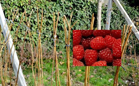 RASPBERRY PLANTS WINTER CARE : 8 Steps - Instructables