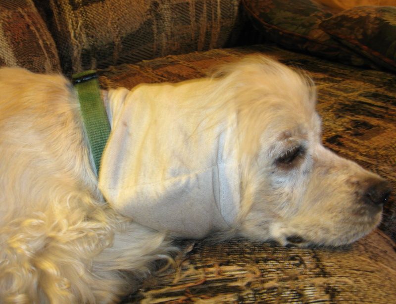 Ear Protector for Dog