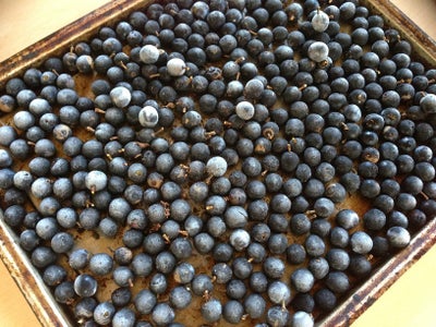 Processing the Berries