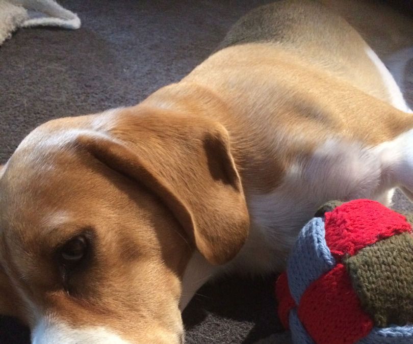 Knitted Dog Ball That Helps Clean Their Teeth