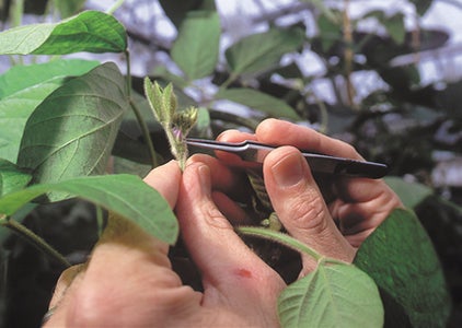 Gently Use Tweezers to Completely Remove Flower From Plant