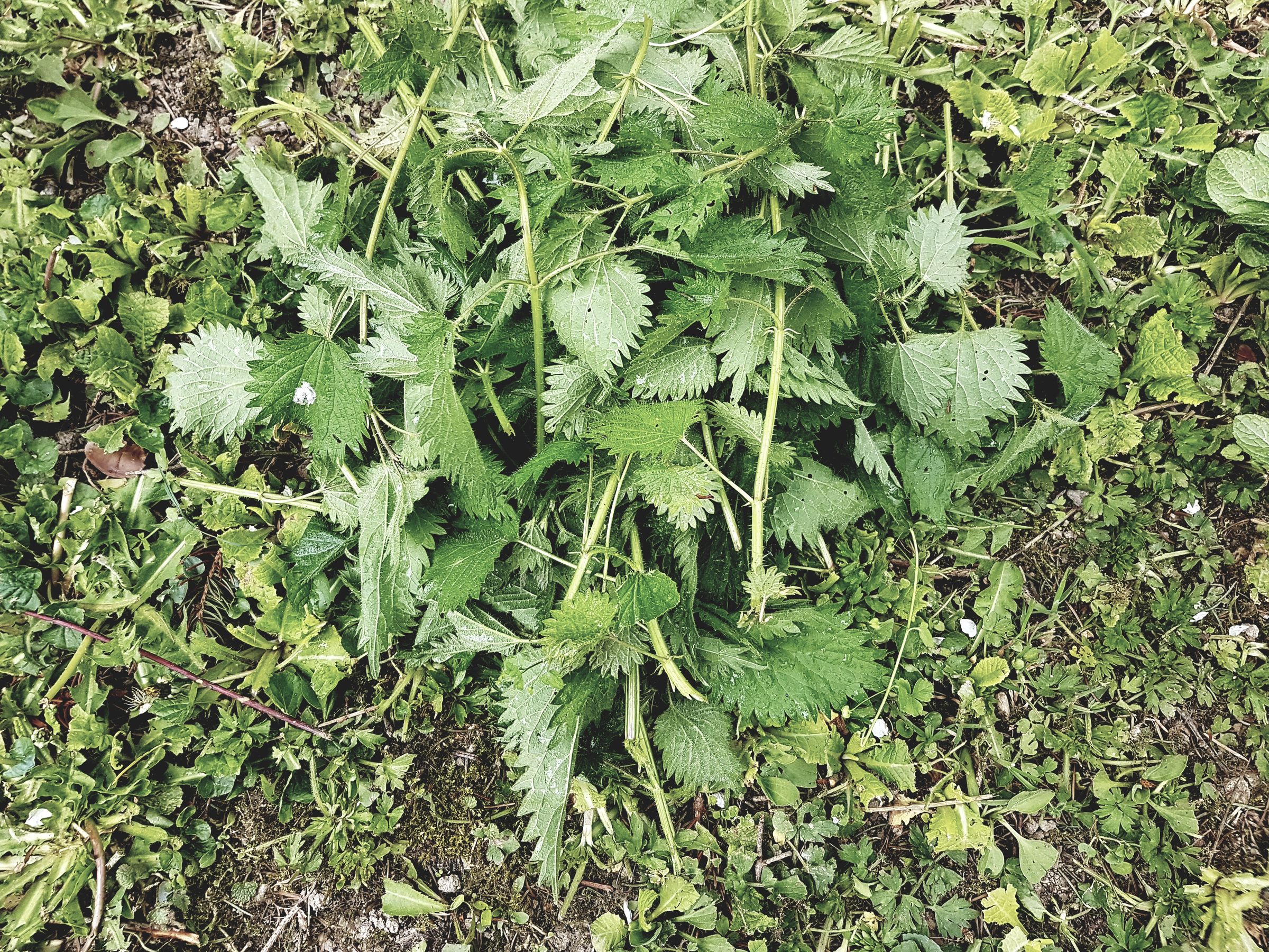 Organic Care of Your Garden Manure, Maceration and Decoction (incl