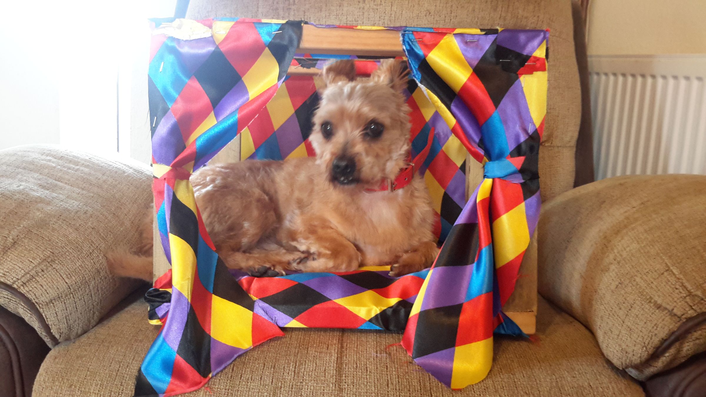 Cat/small Dog Bed