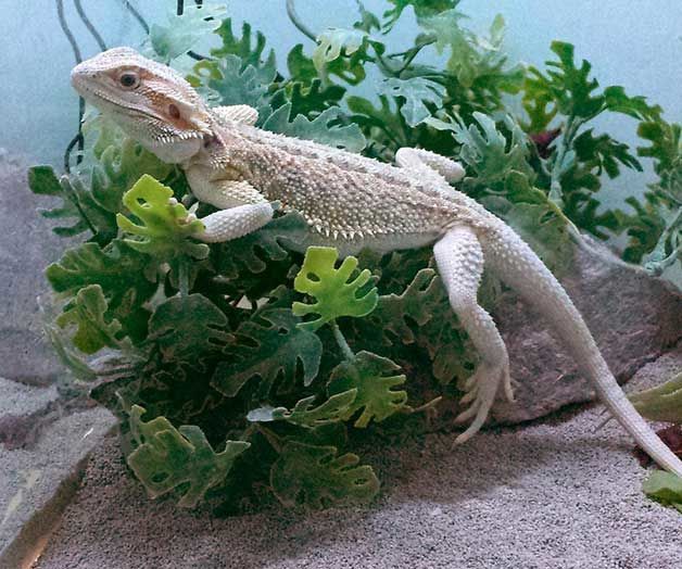 Bearded Dragons