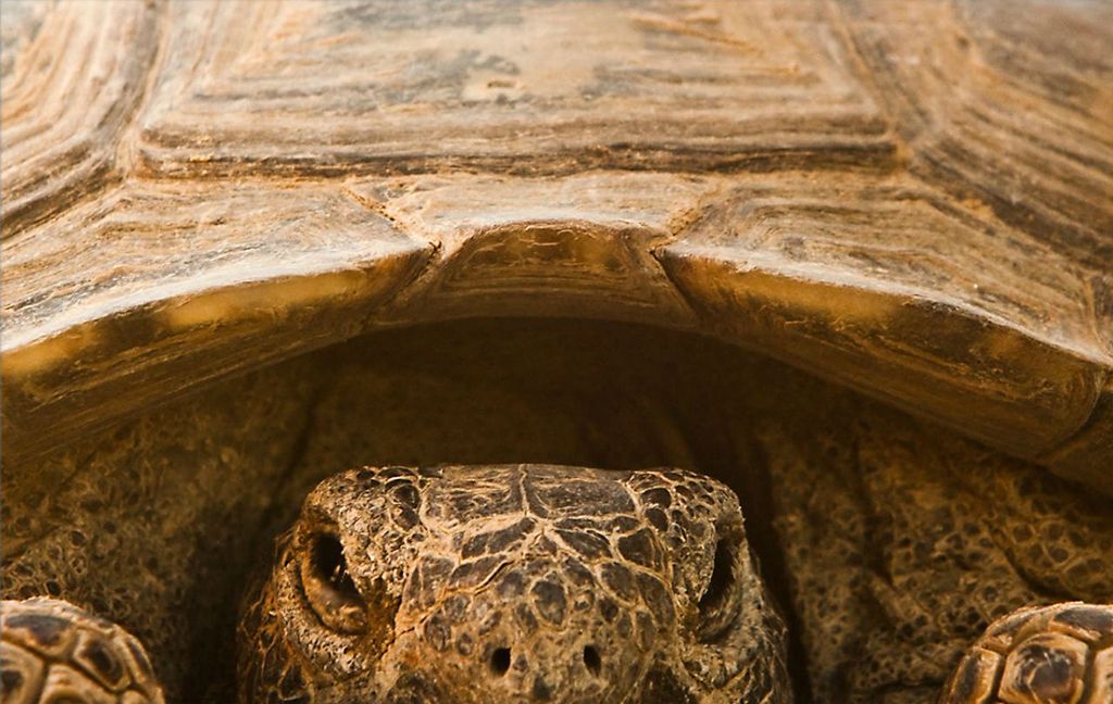 Creating Successful Photographs - Nature