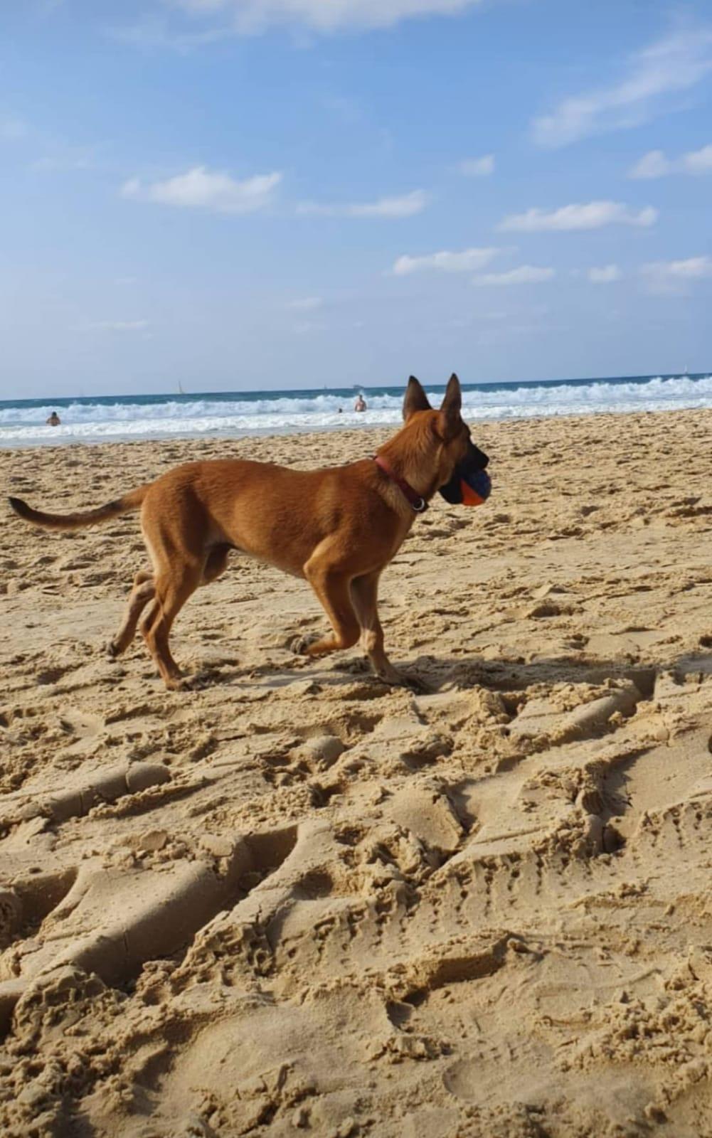 How to Choose Your Dog