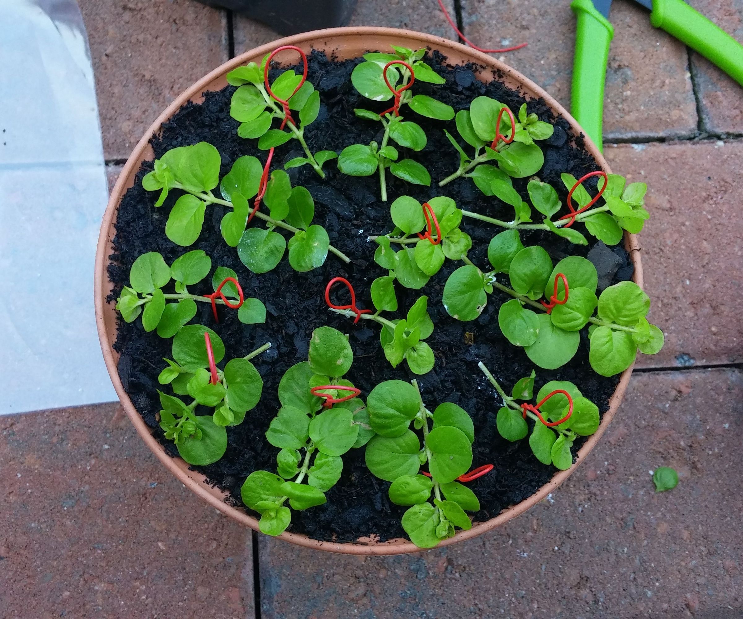 Rooting/Propagating Sprawl-y Plants